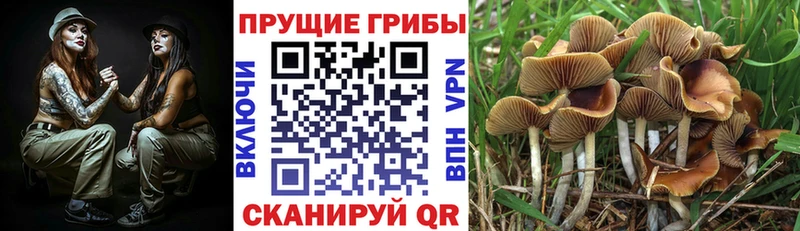 KRAKEN Копейск Псилоцибиновые грибы ЛСД купить цена